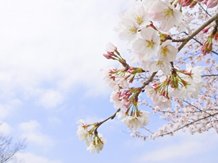 町田エリアの桜の名所5選！お花見にオススメなスポットを厳選♪