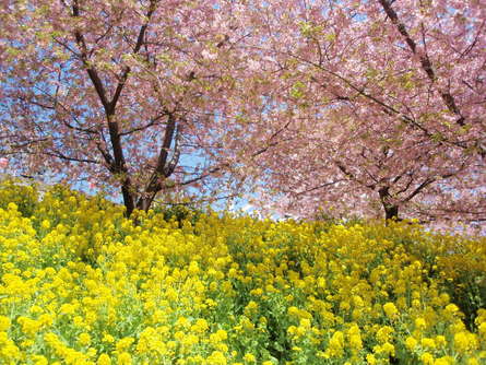 小田急線の河津桜「まつだ桜まつり」