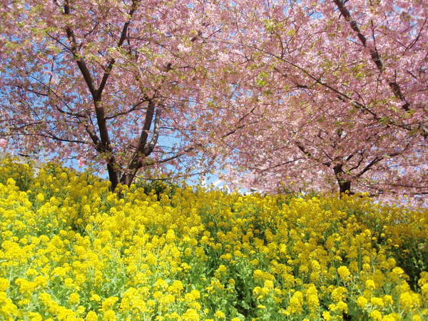 小田急線の河津桜「まつだ桜まつり」の画像