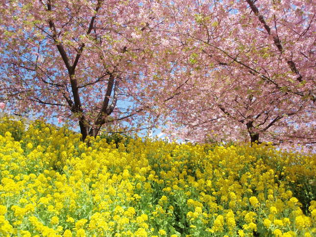 小田急線の河津桜「まつだ桜まつり」