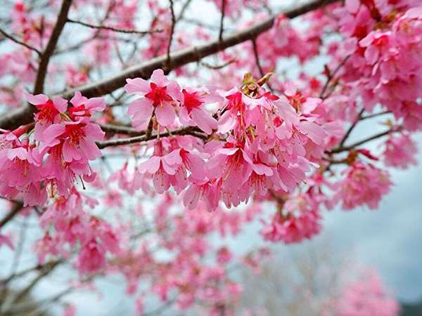 大山に咲くおかめ桜の画像