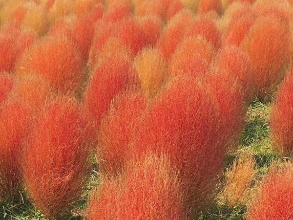 約8,000株の幻想的なネモフィラは必見！松田町の新名所「コキアの里(西平畑公園)」をご紹介の画像