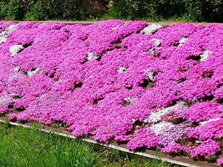 川沿いに咲く芝桜