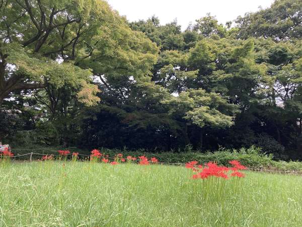 癒しの自然公園の画像