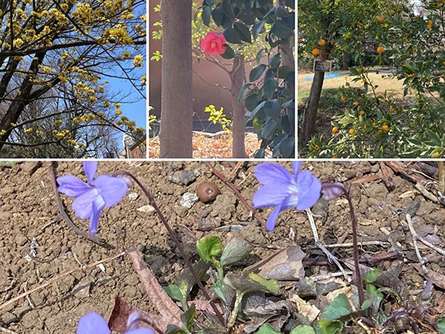 春が来た！世田谷区立桜丘すみれば自然庭園