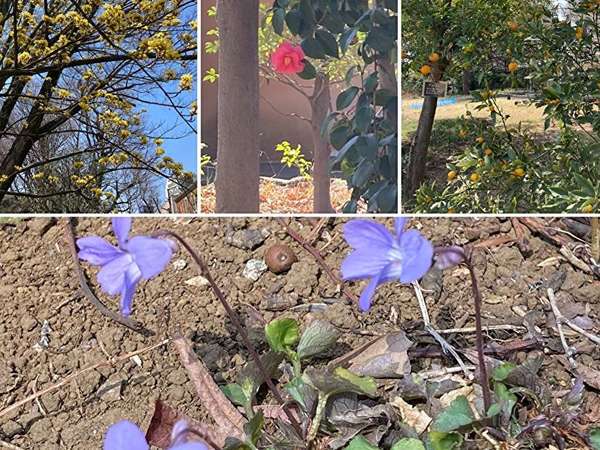 春が来た！世田谷区立桜丘すみれば自然庭園の画像
