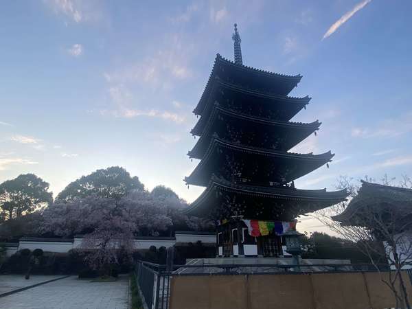 ウォーキングにもぴったり！桜咲く素敵な五重塔の画像