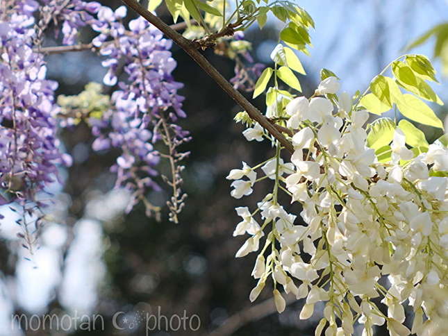 近くにある緑あふれる癒しの森