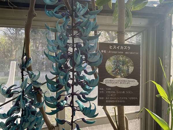 川崎市緑化センターと定番お花見スポット二ヶ領用水の画像