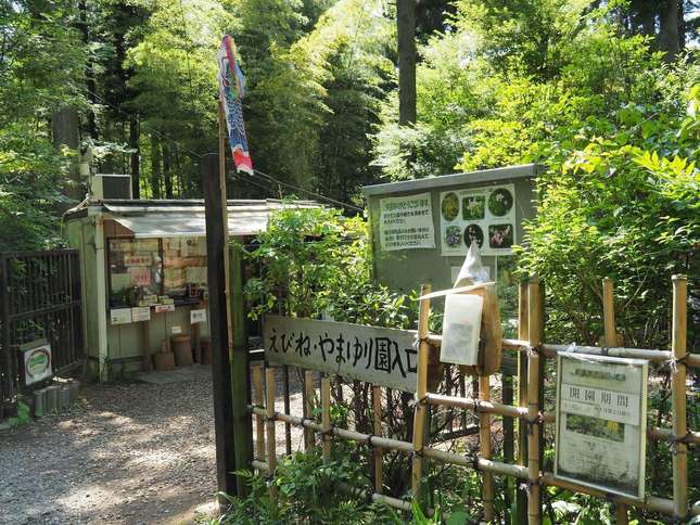 可憐な山野草の世界を楽しめます