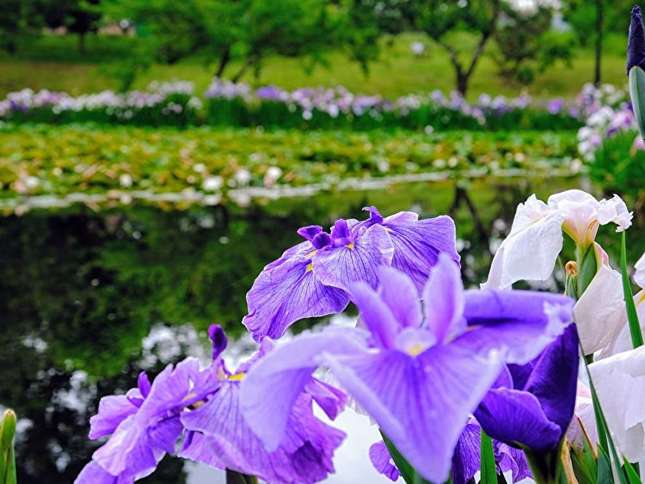 紫色の花菖蒲