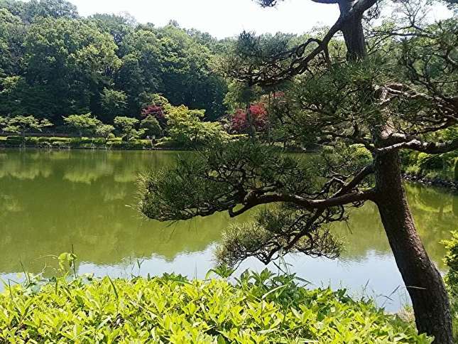 花菖蒲とあじさいを楽しもう！指定名勝にも選ばれる「町田薬師池公園 四季彩の社」