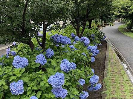 あじさいが見ごろ　花を楽しむ散歩みち