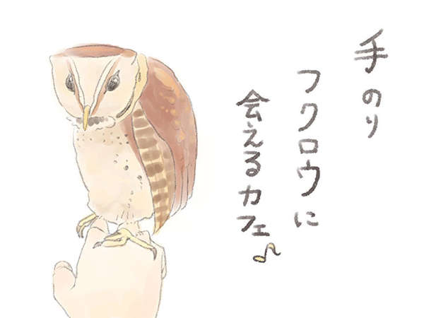 手のりフクロウに会えるカフェ！の画像