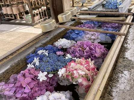 町田で紫陽花の花手水が楽しめるスポット