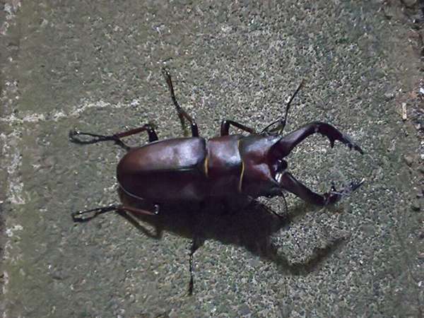 夏の風物詩 ホタル観賞とノコギリクワガタの画像