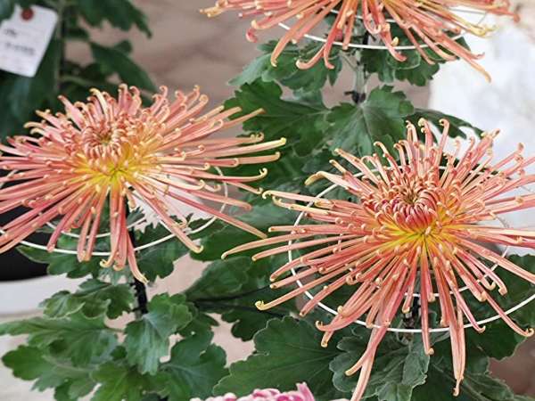 色とりどりの菊が勢揃い！小田原で行われる秋を楽しむ花のイベントをご紹介の画像