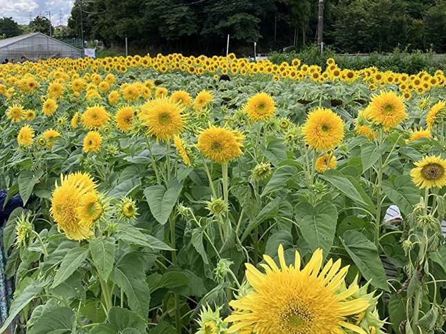 今年も開催！黒川でひまわり摘み放題。