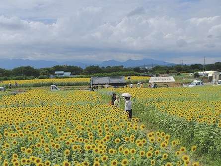 座間ひまわりまつり