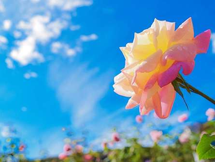 最大約800種のバラが無料で楽しめる！「生田緑地ばら苑」