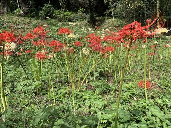 真っ赤な彼岸花が咲いています　薬師池公園の画像