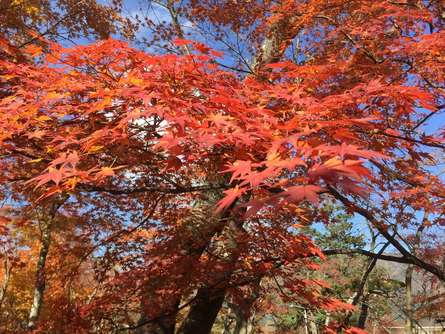 紅葉とローズを楽しもう！秋の「箱根強羅公園」