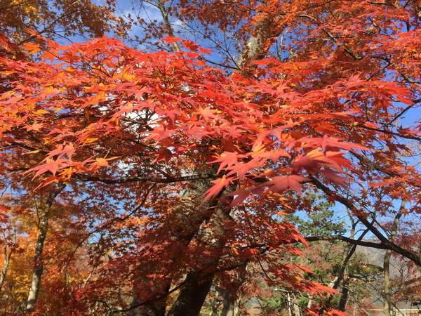 紅葉とローズを楽しもう！秋の「箱根強羅公園」の画像