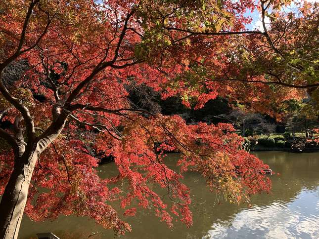 紅葉が見頃を迎えています　薬師池公園