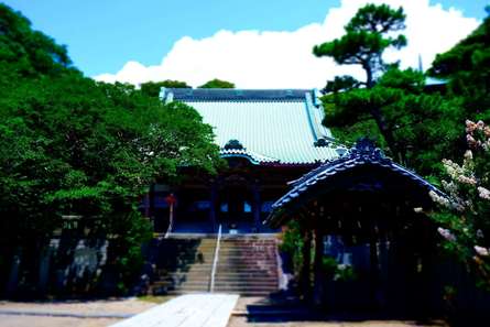 日蓮聖人の伝説が残る龍口寺で、ツバキの花を楽しもう