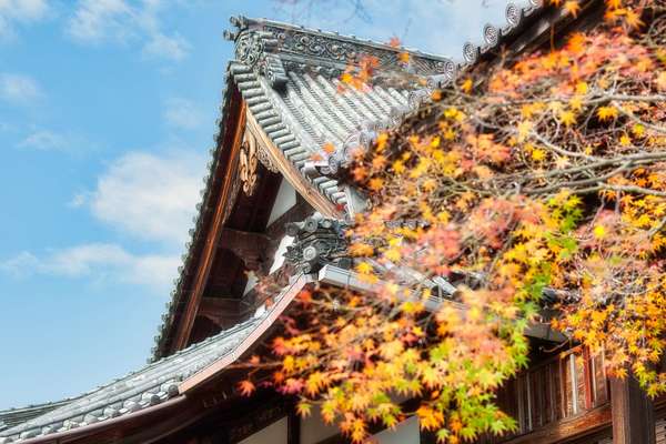 神奈川花の名所100選にも選ばれた花のお寺「常泉寺」で自然を楽しむの画像