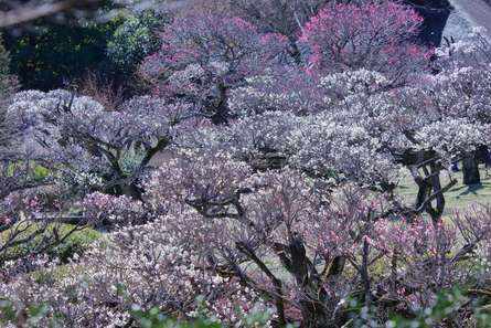 町田市の梅園おすすめスポット！小山田緑地・薬師池公園・町田天満宮