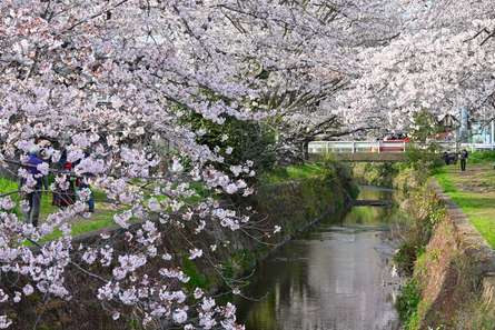 約500本のソメイヨシノが咲き誇る「千本桜」！桜のトンネルで絶景を堪能