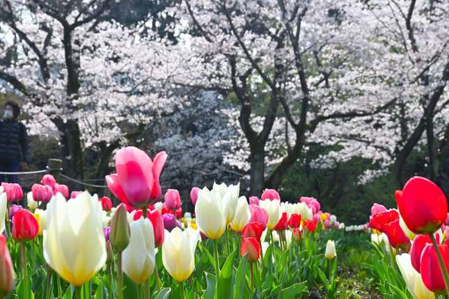 お子様からご年配の方まで楽しめる！水・花・緑豊かな「大和ふれあいの森」