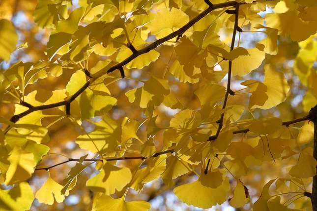 大イチョウがお出迎え！神奈川県の指定重要文化財を拝める「勝福寺」