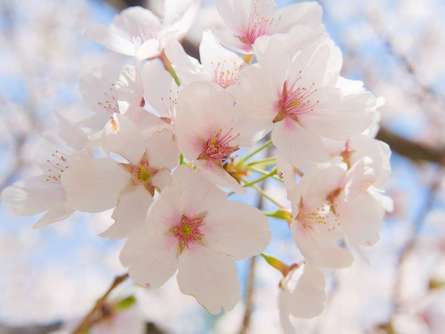 新百合ヶ丘エリアのおすすめ花見スポット5選！  春の風物詩を新百合ヶ丘で楽しみましょう♪