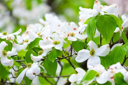 ハナミズキと桜が国と国をつなぐ！祖師谷公園の歴史と藤棚