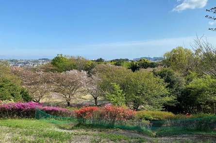 長久保公園に咲くネモフィラと豊かな自然を親子一緒に満喫しよう