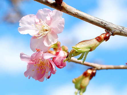 河津桜咲き始めました