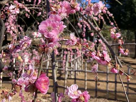 梅ヶ丘の羽根木公園「せたがや梅まつり」