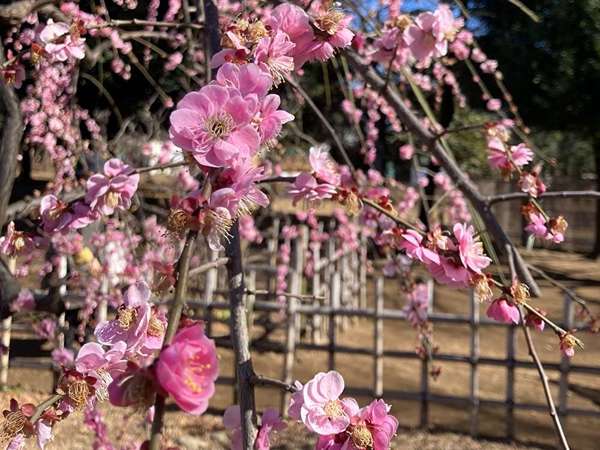 梅ヶ丘の羽根木公園「せたがや梅まつり」の画像