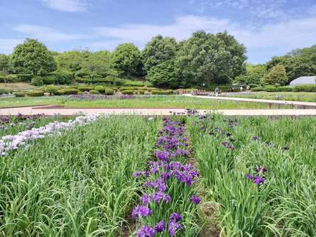 花菖蒲と四季折々の自然で春を感じる「神奈川県立相模原公園」