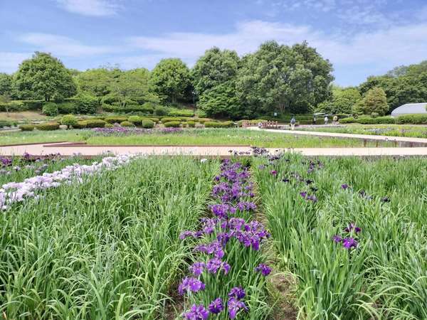 花菖蒲と四季折々の自然で春を感じる「神奈川県立相模原公園」の画像