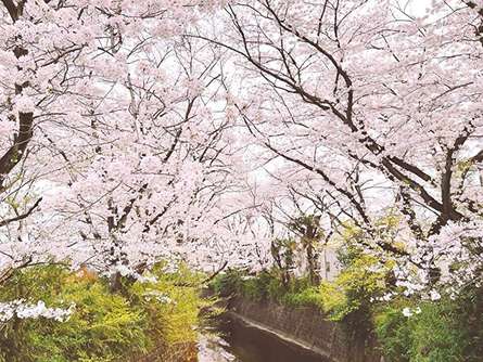 【新百合ヶ丘～柿生】電車から見える麻生川の桜並木