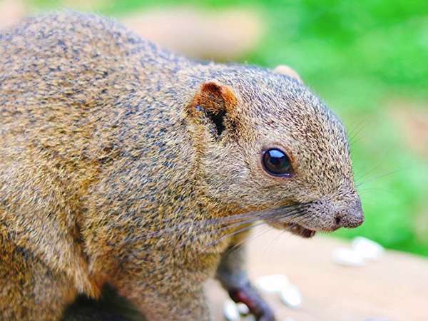 約200匹が暮らすリスの世界★まちだリス園の画像