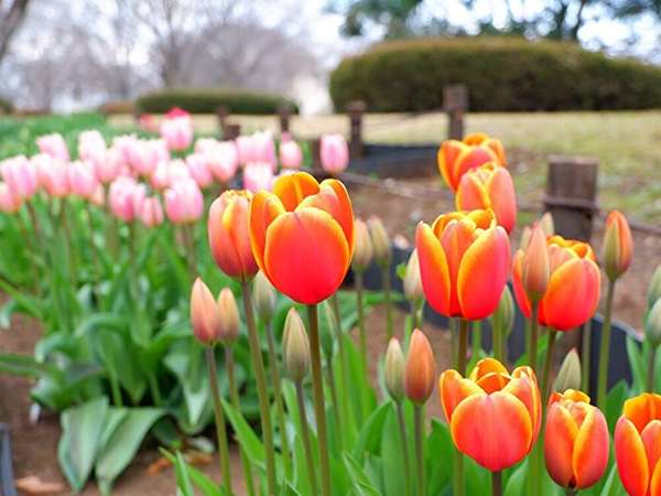 季節の花と緑を楽しめる広々とした公園の画像