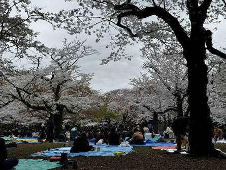 【桜満開】代々木公園でピクニック