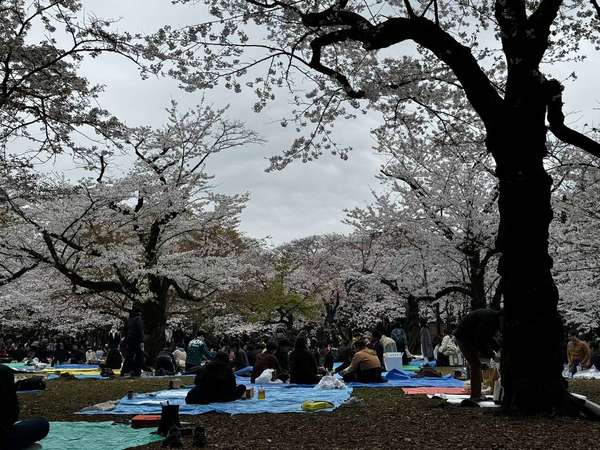 【桜満開】代々木公園でピクニックの画像