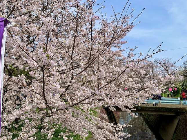 500本の桜のトンネルが美しい 高座渋谷の千本桜