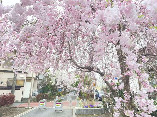 座間市で桜を楽しむ「さくら百華の道」の画像