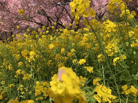 河津桜と菜の花が美しい　まつだ桜まつり